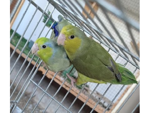 Mükemmel forpus yavruları kaçıran üzülür 