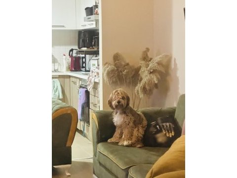Maltipoo dişi