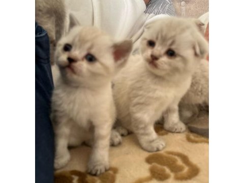 Scottish fold british kediler
