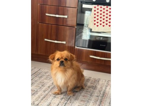 Pekinez köpeğim