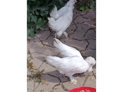 Sultan 5 parmak horoz