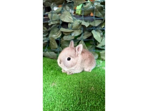 Safkan hollanda cucesı tavşan