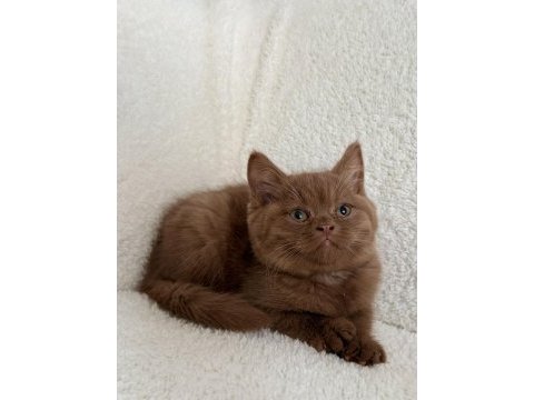 Safkan british shorthair cinnamon dişi yavru