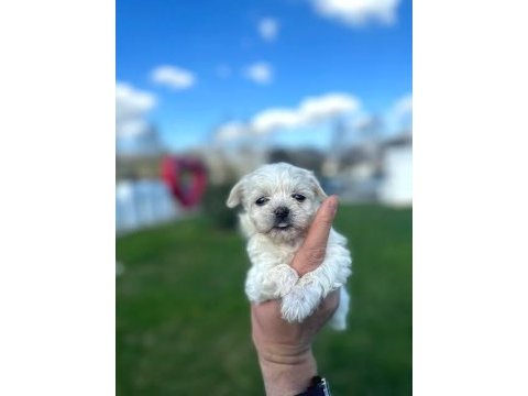 1 aylık yavru köpeğimiz
