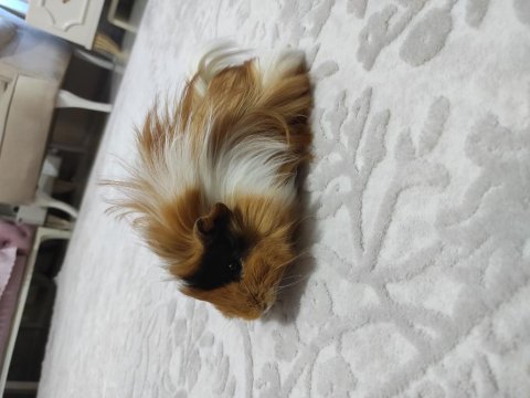 Ginepig yavruları ücretsiz sahiplendirme