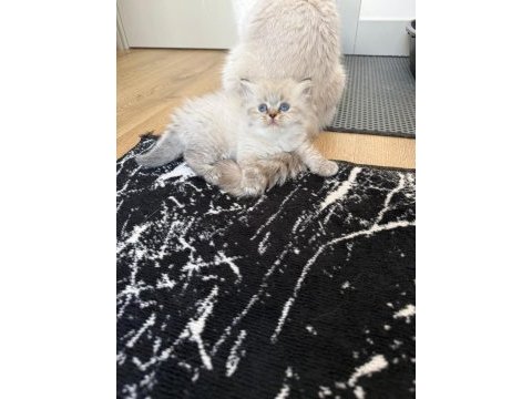 British longhair paşam rezerveye açılmıştır