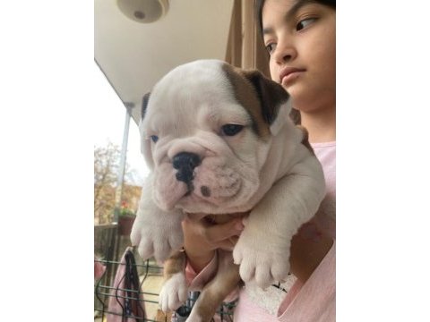 Çocuk dostu english bulldog yavrumuz