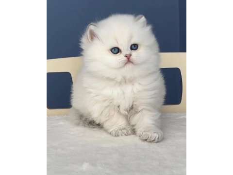 Pamuk şeker silver british longhair 