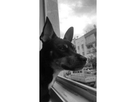 Köpeğimize dişi eş arıyoruz antalya