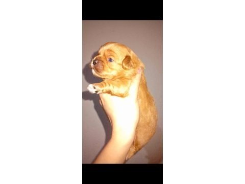 Rezerve açık kg cm garantili tuvalet eğitimli köpekler