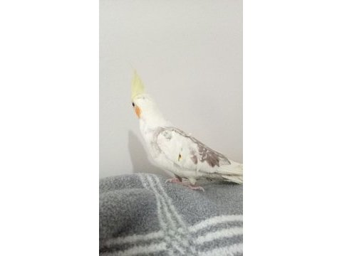 5 aylık sultan papağanı