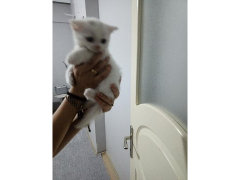 2 aylık iki kardeş scottish fold yeni yuvasını arıyor