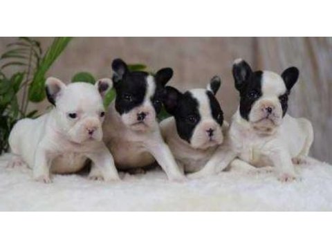 Elit patiler farkıyla french bulldog yavrular