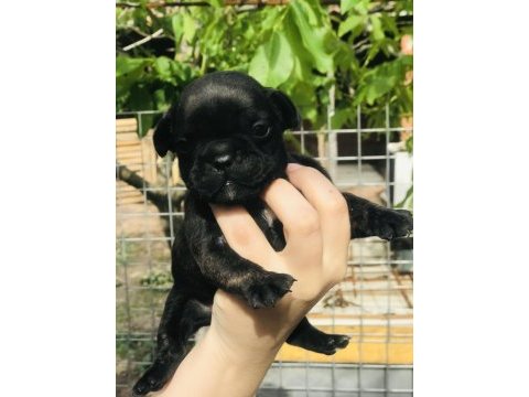French bulldog yavrularımız rezerveye açılmıştır