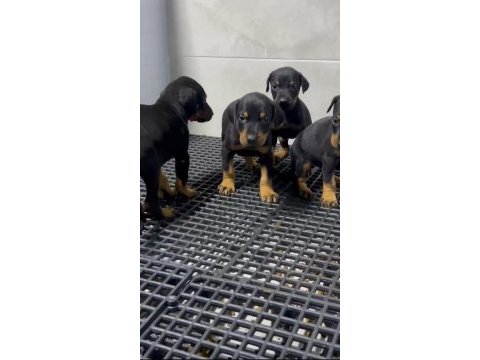 King doberman yavruları