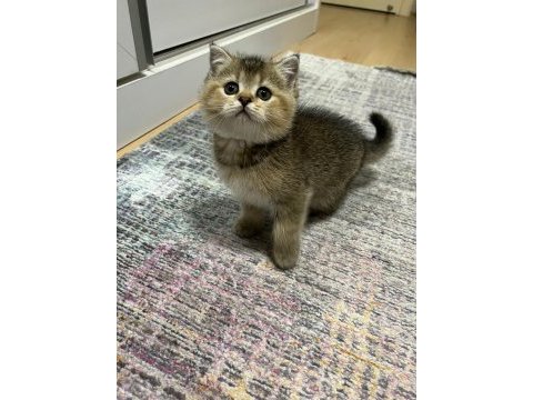 Orjinal british shorthair