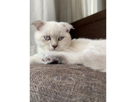 Silver scottish fold