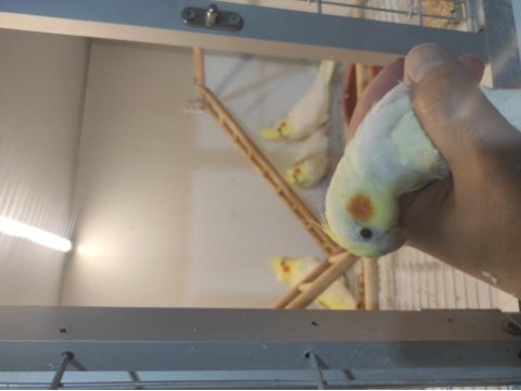 Evcil lutino erkek sultan papağanı