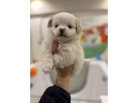 Maltese terrier yavrularımız yeni yuvalarını bekliyorlar