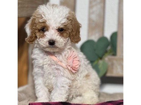 Dunyanın en zeki dizayn ırkı labradoodle f1b