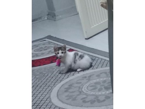 Ücretsiz sahiplendirme tekir kedisi