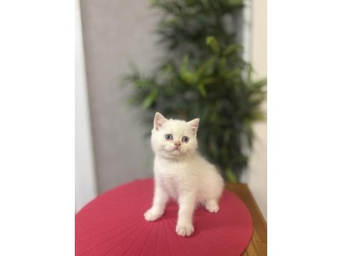 Brıtısh shorthair red point yavrularım 