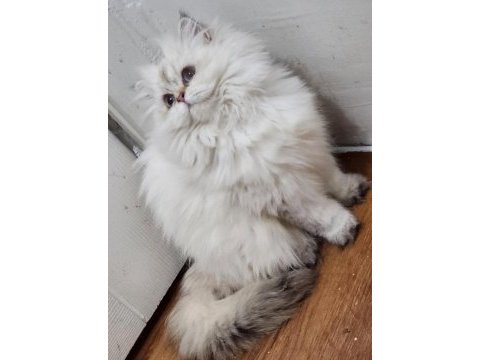Blh ny2533 dişi 4 aylık british longhair