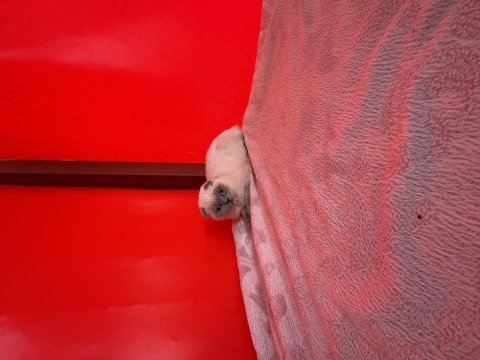 Şans ayağınıza geldi 2 prenses scottish fold