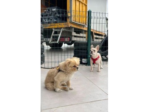 3 kardeş köpekler sahada makineler hazır hızlı çeken kazanır