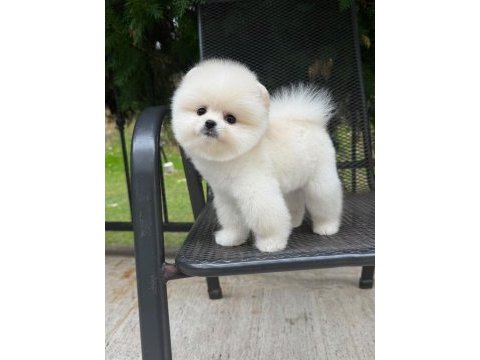 Pomeranian erkekler