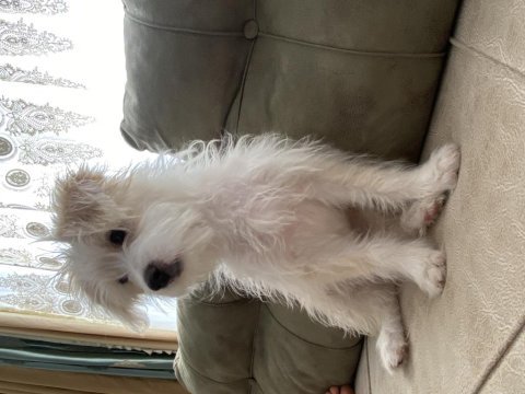 3 aylık erkek terrier