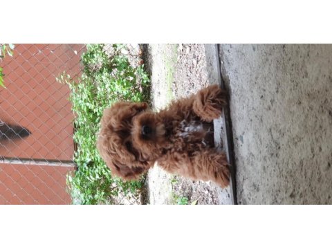 Yavru poodle 4 aylık