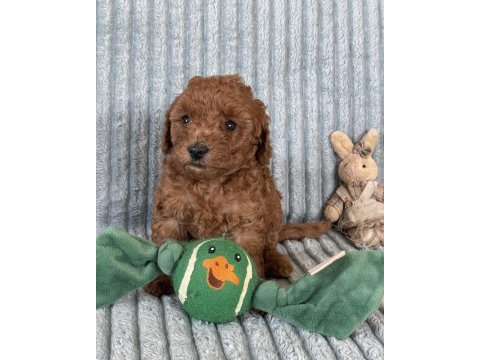 Eşsiz güzellikte toy poodle yavrumuz