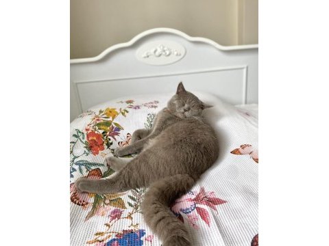 Yakışıklı british shorthair oğluma yuva arıyorum