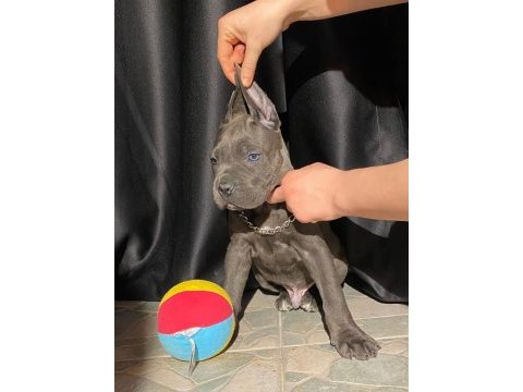 Üst kalite cane corso