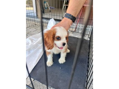 2,5 aylık erkek cavalier king charles