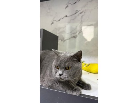 Ücretsiz sahiplendirme kedimiz