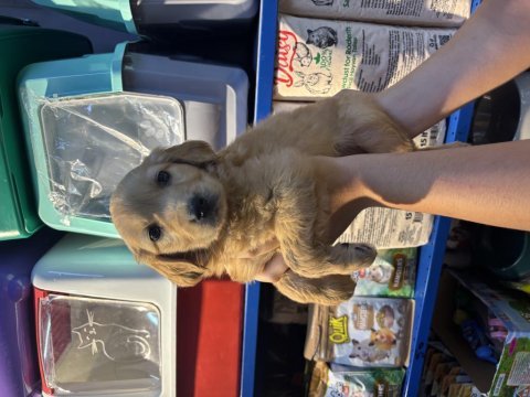 Erkek dişi golden retriever yeni yuvasını bekliyor