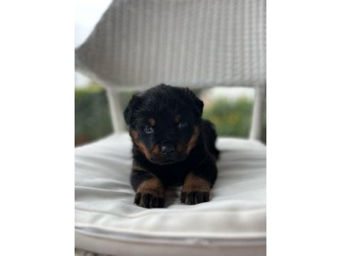 Macar rottweiler yavrularımız sizleri bekliyor