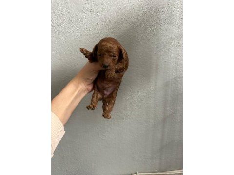 Son 1 adet dişi poodle yavrumuz