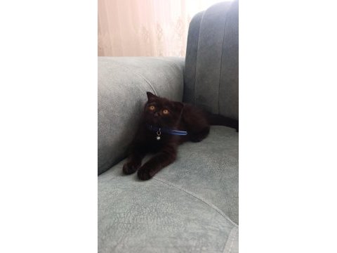 Scottish fold yavrusu