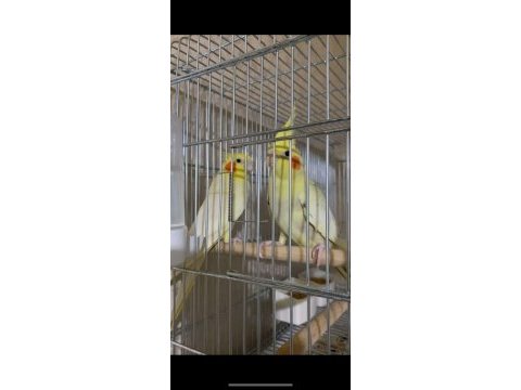 2 kuluçka yavru bakmış takım sultan papağanı