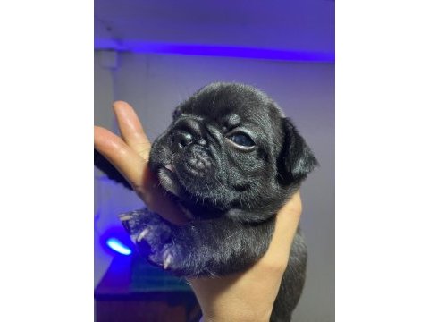 Brillante de arte frenchie özel french bulldog yavrular