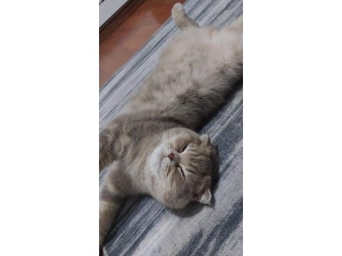 10 aylık dişi maya scottish fold