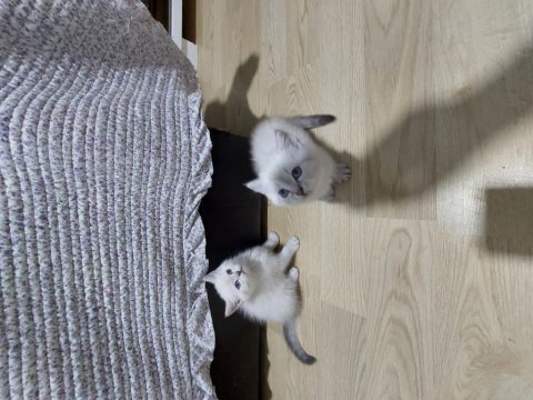 British shorthair lynx point paşam hazır