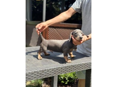 Orjinal dachshund (sosis) yavrunuz