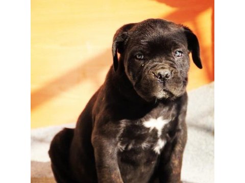 Blue/siyah cane corso yavrular