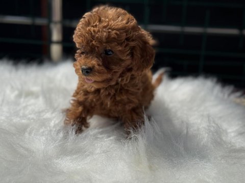 Petmode köpek çiftliğinden toy poodle