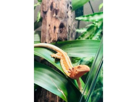 Her morphtan crested gecko yavrularımız