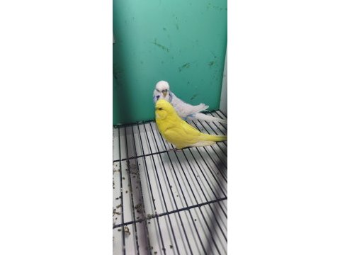 1 yaşında mavi sarı fanatik takım jumbo çift muhabbet kuşu